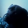 @SheetMetal4shaq's profile picture