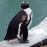 Penguie profil fotoğrafı