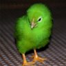 Фото профиля NUCLEAR CHICK3N