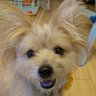 ファルコン profil fotoğrafı