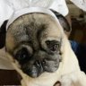 Фото профиля pugmama