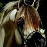 Фото профиля المهلهل