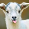 Shaun The Goat profil fotoğrafı