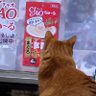 Profilbild von ぶきっちょコネ子🐱ずぼらなママの家庭菜園