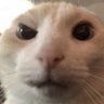 Sei lá profil fotoğrafı