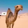 Profilbild von هادي بن عنّون آل سلطان