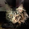 BellatrixMCO profil fotoğrafı