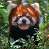 Midnight Melody's profile picture