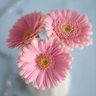 ورد .. 🦋🌷 profil fotoğrafı