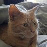 crypto_cat's profile picture