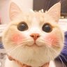 喵喵喵🙀 的头像