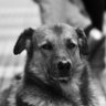 PerroCallejero profil fotoğrafı
