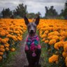 MADPRO profil fotoğrafı