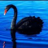 Фото профиля BlackSwan