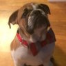 Profilbild von Brutus Maximus