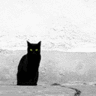 Cat 的头像