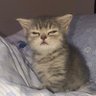べーやちゃん profil fotoğrafı
