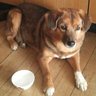 子狐丸's profile picture