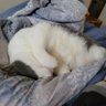 Flopcat98 的头像