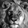 Фото профиля kass