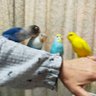 ろーろちゃん🐦ぴーお星様へ 鳥さん大好き 的头像