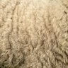 🐏しょたまる🐑 的头像