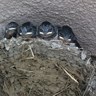 通行人D(2つの意味でHな肝臓を持つ人) 的头像