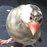 文鳥さん2🧽 的头像