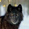 Фото профиля WOLF
