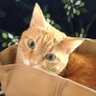 こねこねこ profil fotoğrafı