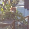 こーちゃん profil fotoğrafı