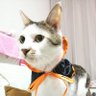 ぼちこ's profile picture