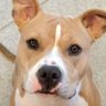 The AI Dog 🐶's profile picture