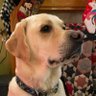 Watson’s Mom profil fotoğrafı
