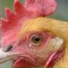 cry_chickens 的头像