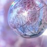 ♡みに桜♡ 的头像