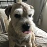 Brodie ๐ and Bertie's profile picture
