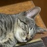 TEMJIN profil fotoğrafı