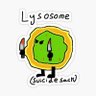 Фото профиля Lysosomes