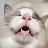 Profilbild von 猫侍