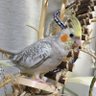 ちゃんどりー 的头像