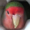 もんたん 的头像