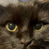 さいべりーん's profile picture