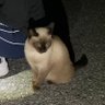 野良猫's profile picture
