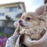 ゆらこ 的头像