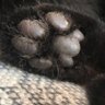 Cat profil fotoğrafı