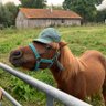 Profilbild von Tangi Peron