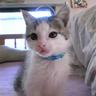 黒黒猫猫 profil fotoğrafı