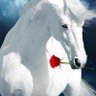 Almosafer qatar's profile picture