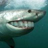 The Great White Snark profil fotoğrafı